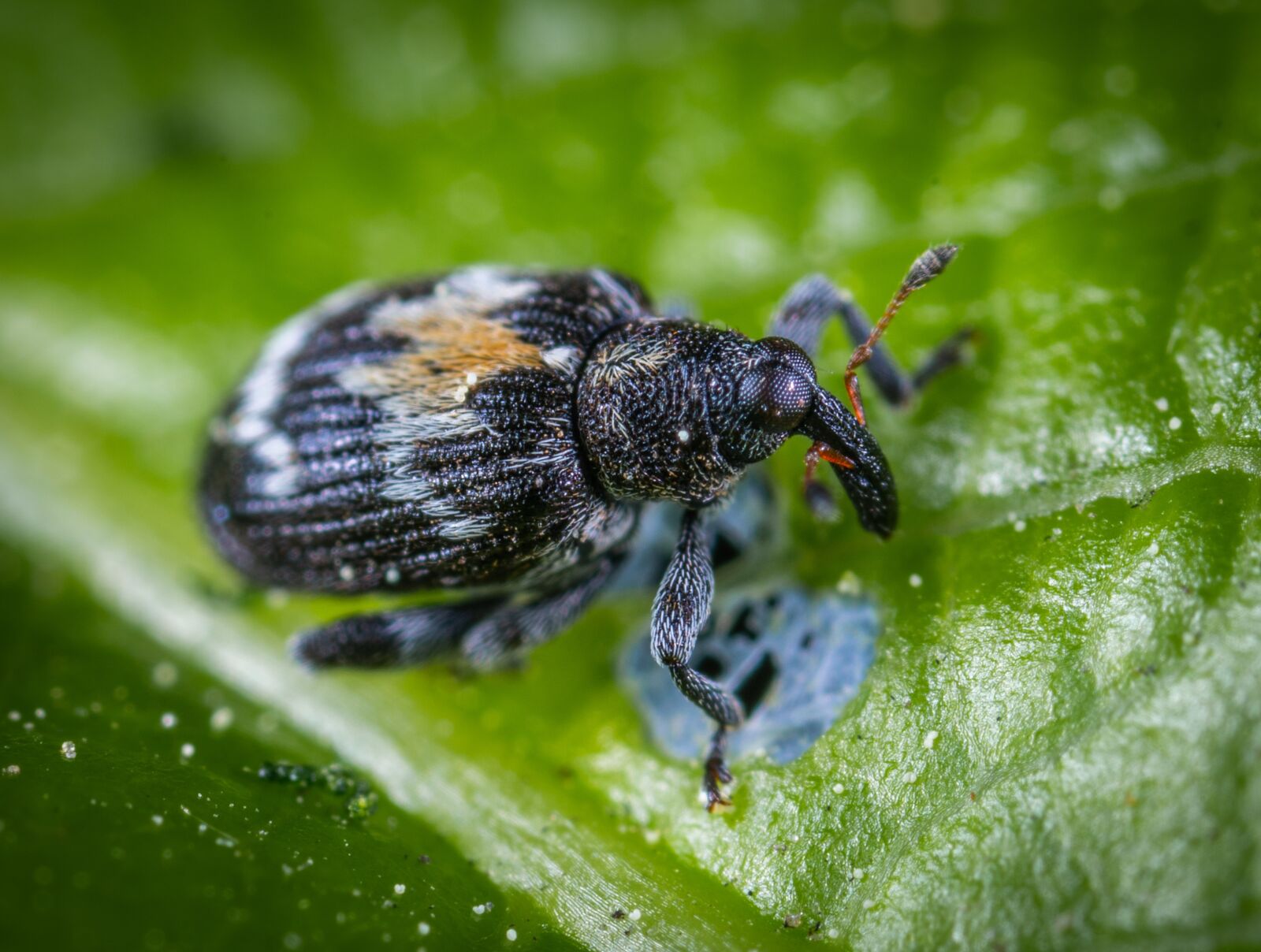 Sony a7R II sample photo. Macro, insect photography