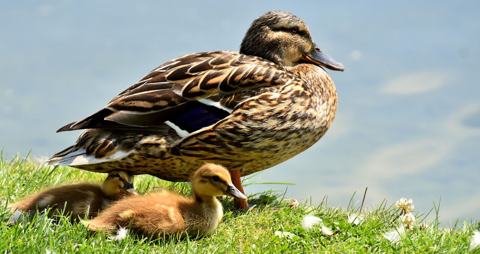 Nikon D7200 sample photo. Mallard, chicks, baby photography