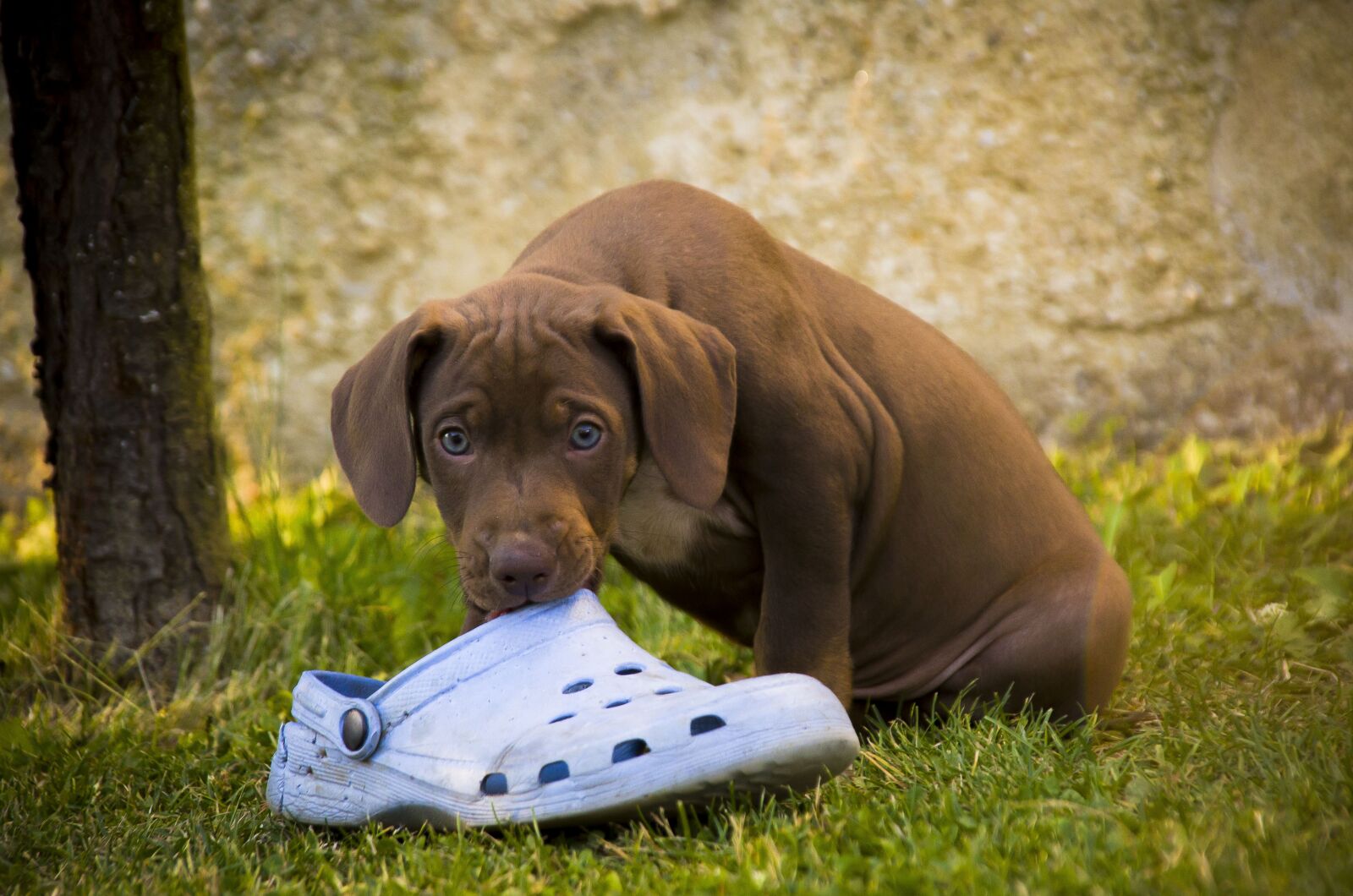 Nikon D7000 sample photo. Dog, puppy, outdoors photography