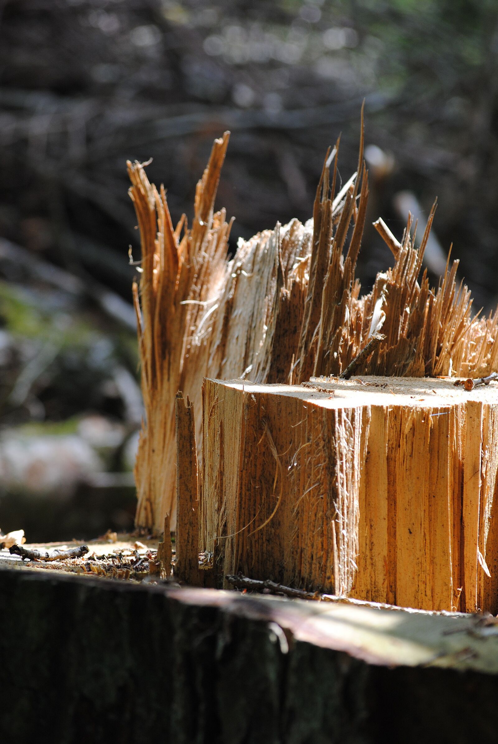 Nikon D3000 sample photo. Tree trunk, wood splitter photography