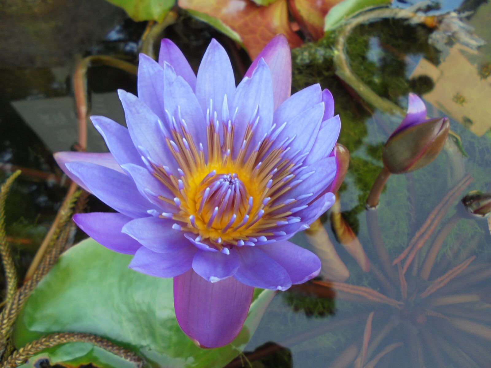 Sony Cyber-shot DSC-W810 sample photo. Purple, nymphaea alba, plant photography