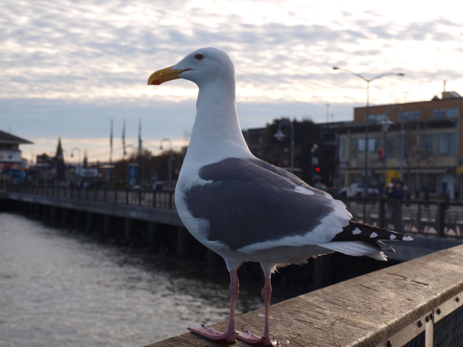 Olympus E-420 (EVOLT E-420) sample photo. Gull, port, bird photography