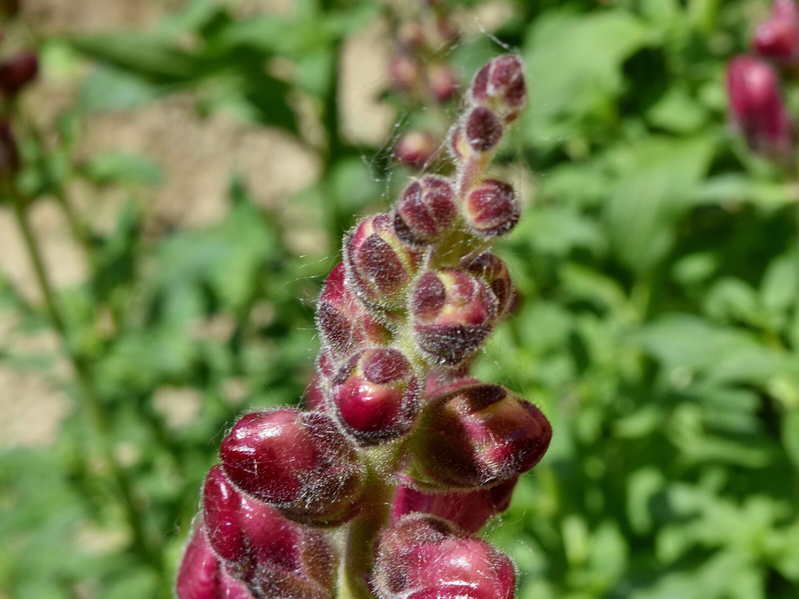 Nikon D5500 sample photo. Summer, herb, garden, nature photography