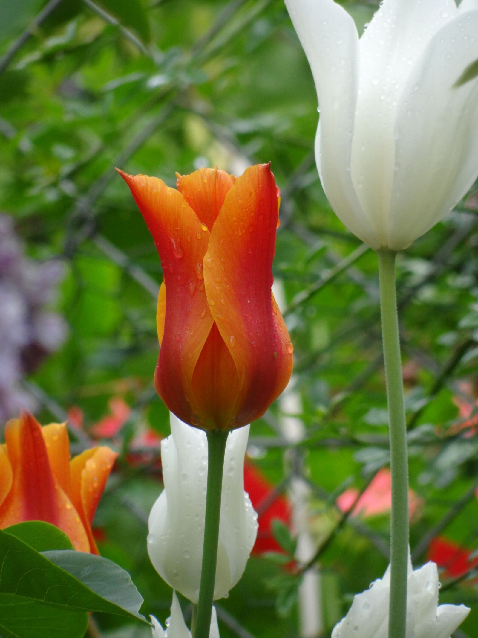 Sony Cyber-shot DSC-HX100V sample photo. Tulips, flowers, nature photography
