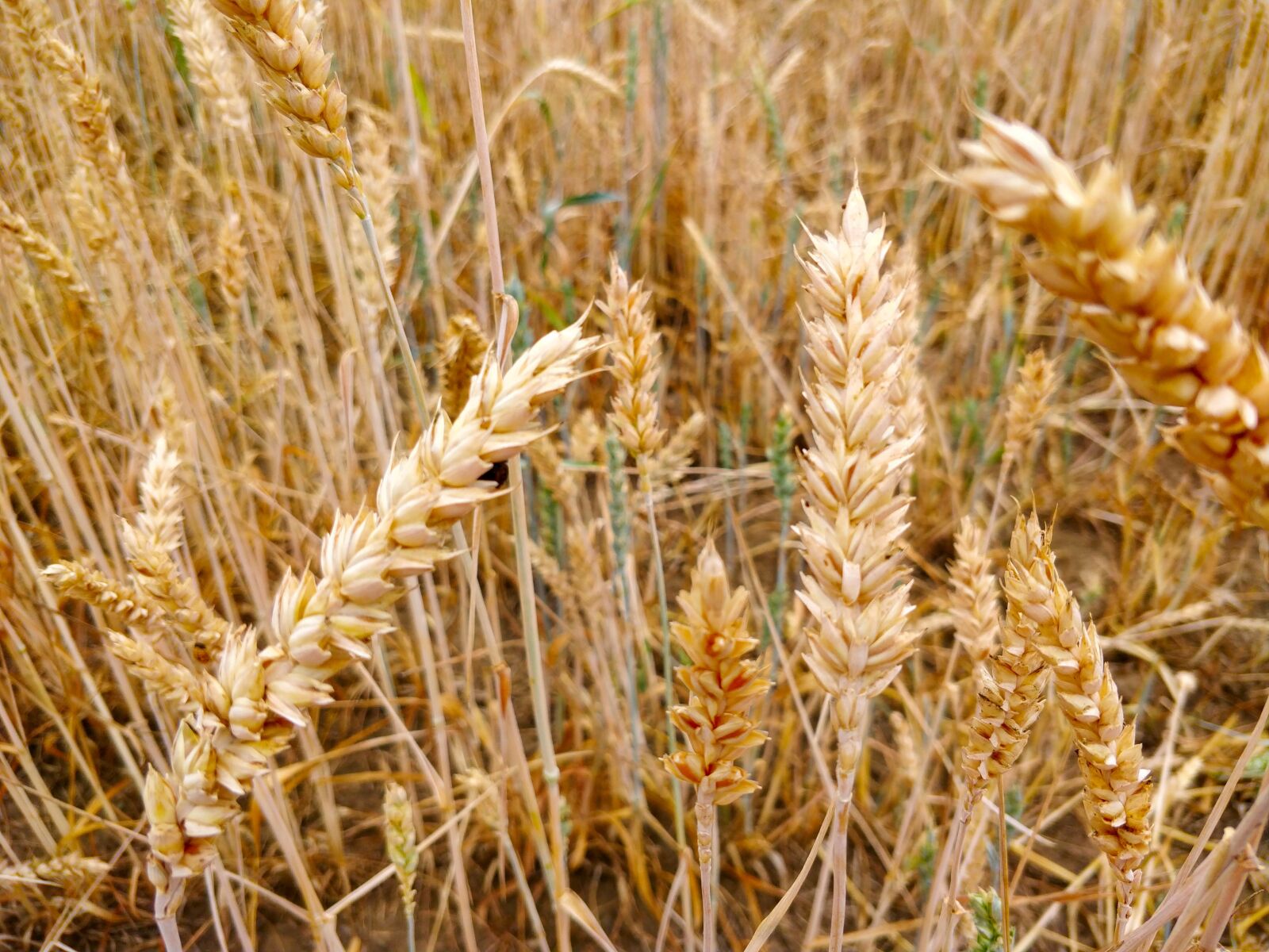 OnePlus 5 sample photo. Field, agriculture, cereals photography