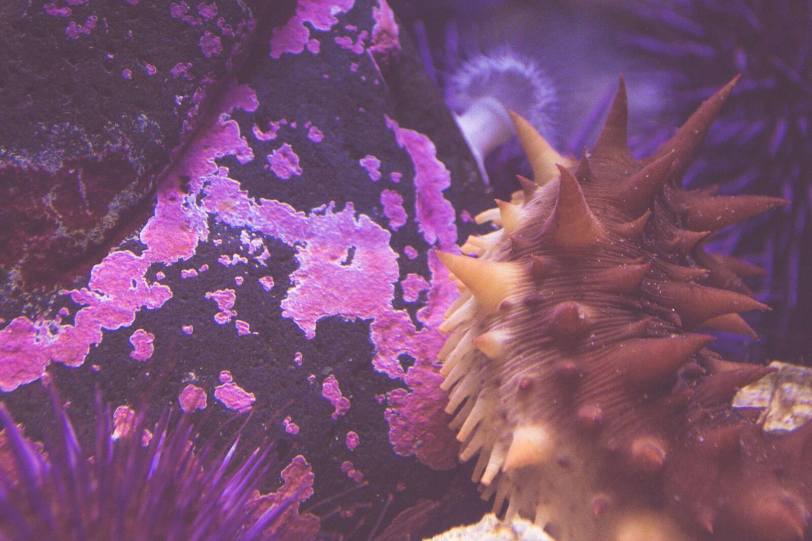 Nikon D5200 sample photo. Underwater, invertebrate, fish, coral photography
