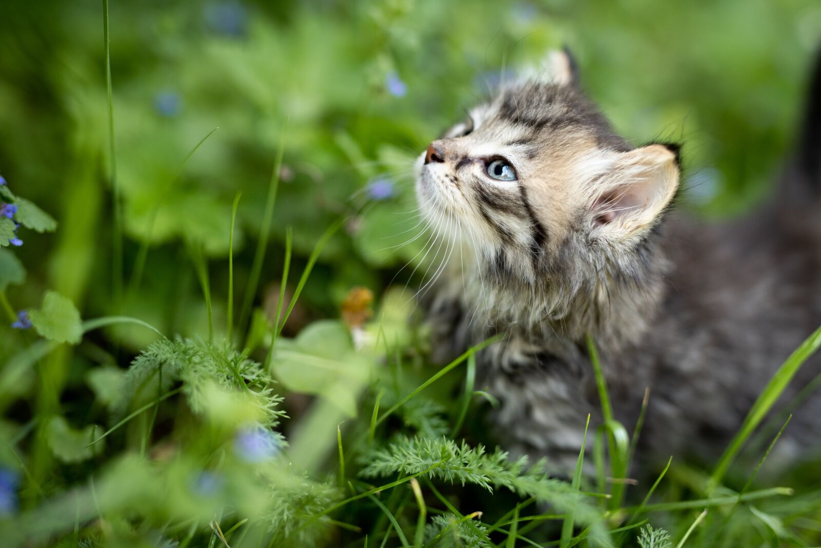 Nikon D810 sample photo. Kitten, animal, cat photography