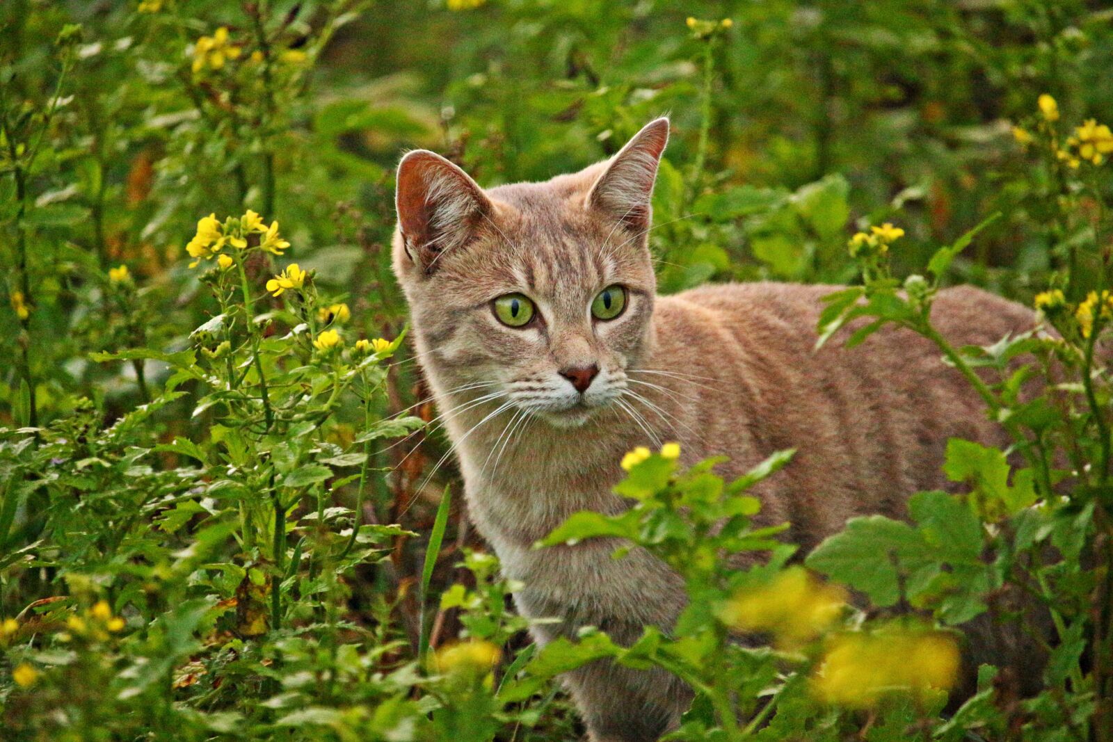 Canon EOS 100D (EOS Rebel SL1 / EOS Kiss X7) sample photo. Cat, mieze, breed cat photography