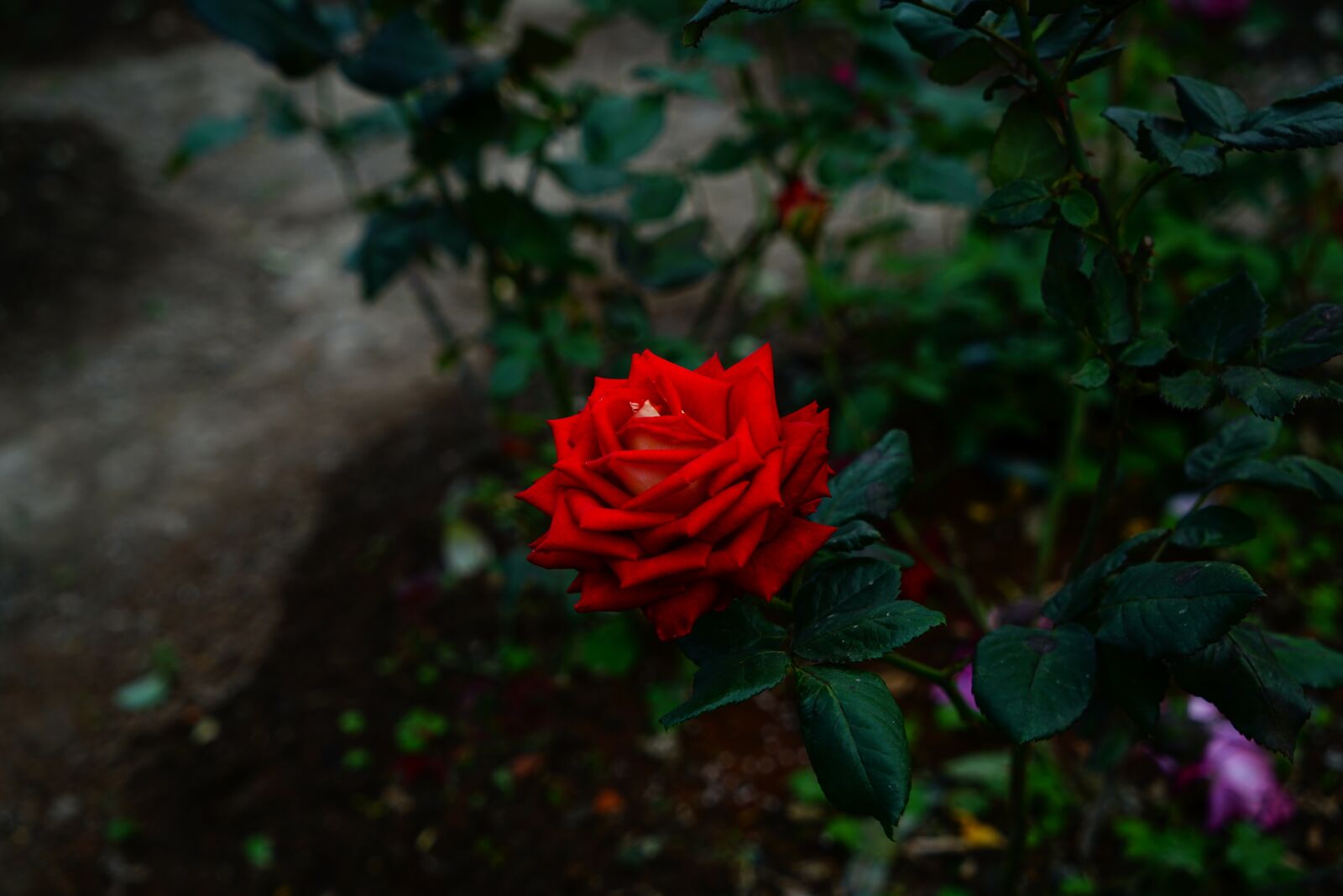 Sony a7R II + Sony Vario Tessar T* FE 24-70mm F4 ZA OSS sample photo. Geometry, rose, bloom photography