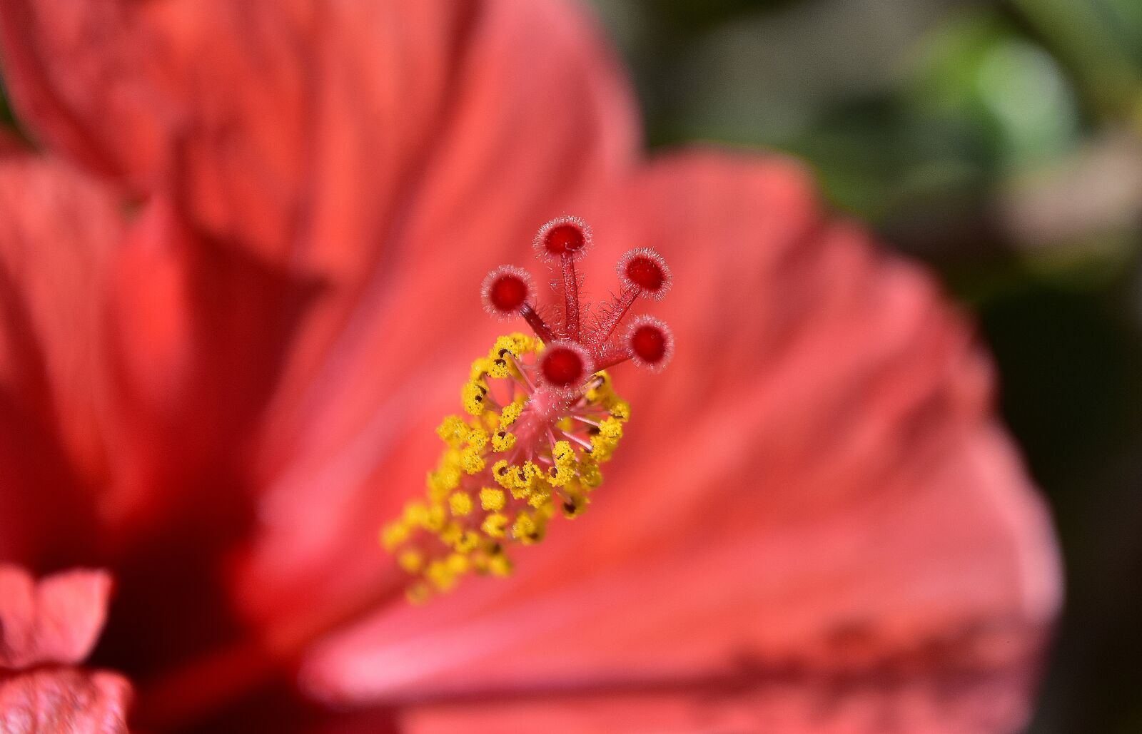 Nikon D7200 sample photo. Flower, garden, plant photography