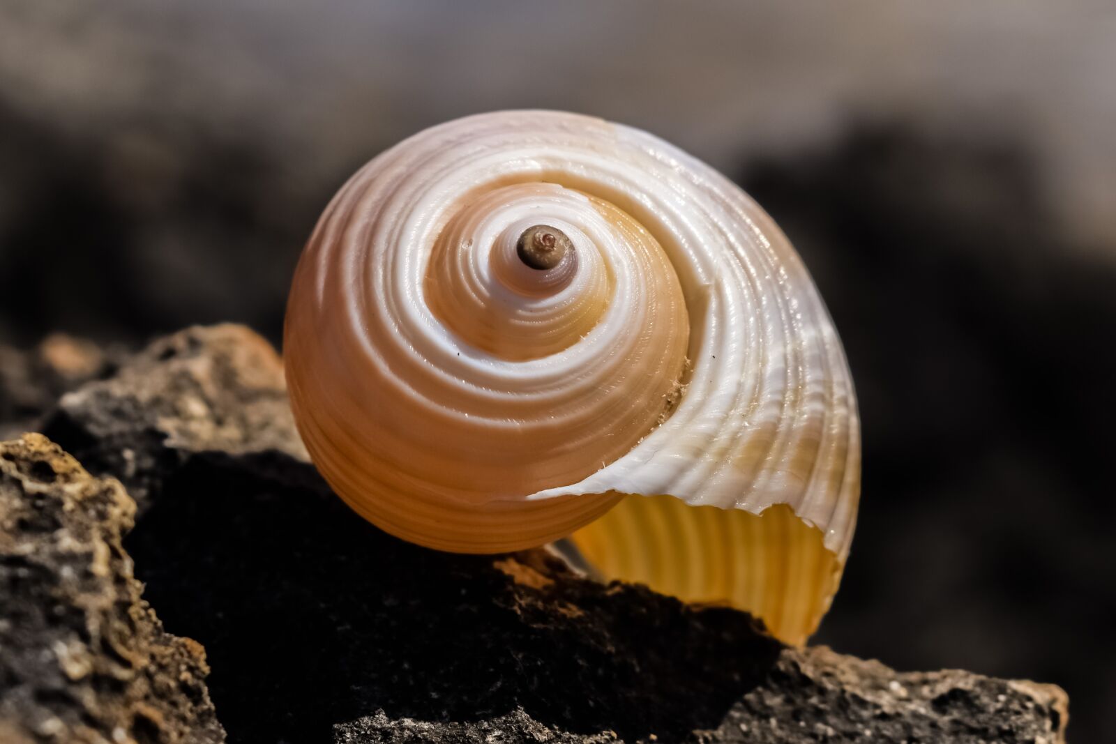 Nikon D3300 sample photo. Shell, beach, summer photography