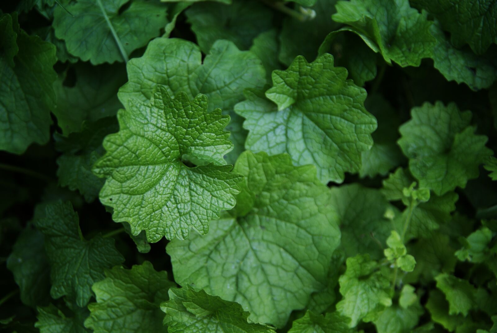 Sony Alpha DSLR-A300 sample photo. Czosnaczek, garlic mustard, wild photography