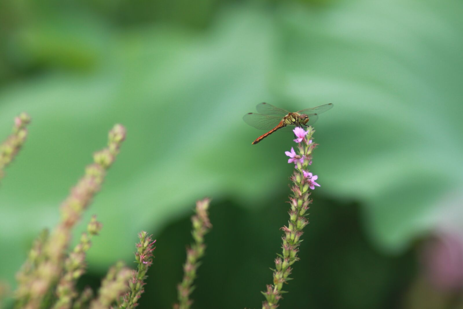 Canon EOS 500D (EOS Rebel T1i / EOS Kiss X3) sample photo. Flowers, plants, nature photography
