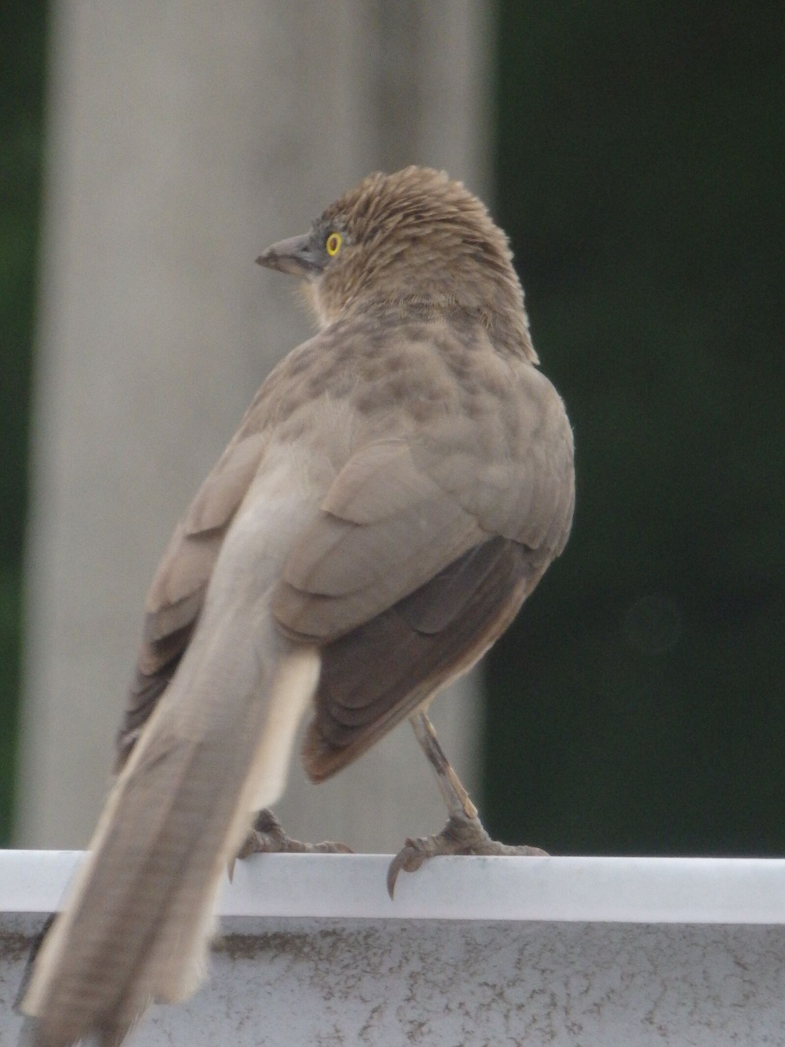 Olympus SZ-16,DZ-105 sample photo. Barbler, eyes, color photography