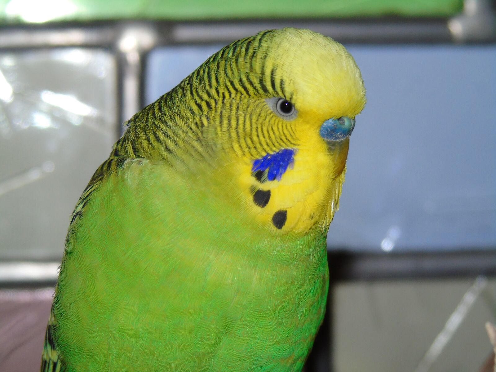 Sony Cyber-shot DSC-H400 sample photo. Budgie, parrot, bird photography