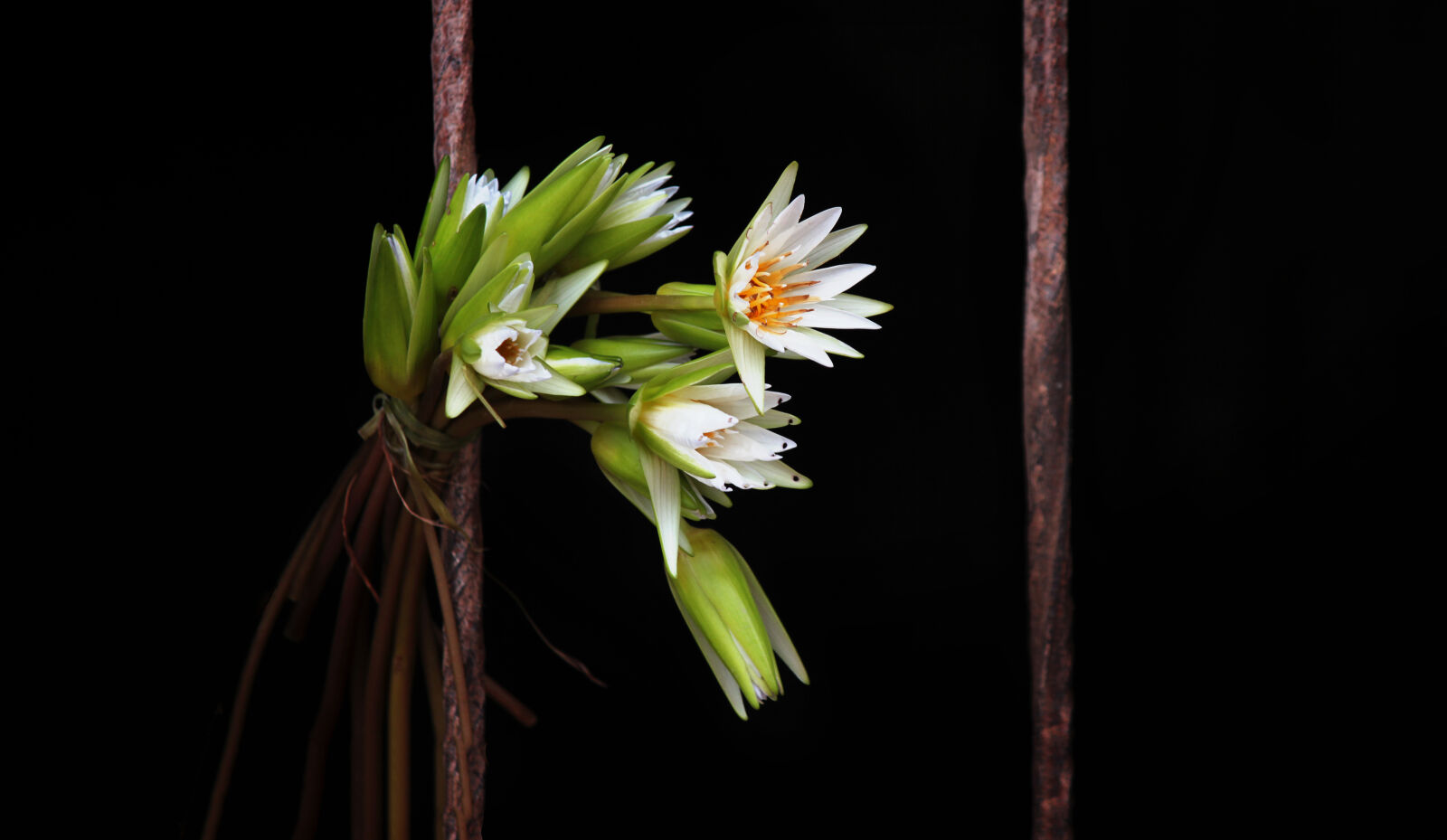 Canon EOS 550D (EOS Rebel T2i / EOS Kiss X4) sample photo. Art, creative, flowers, natural photography