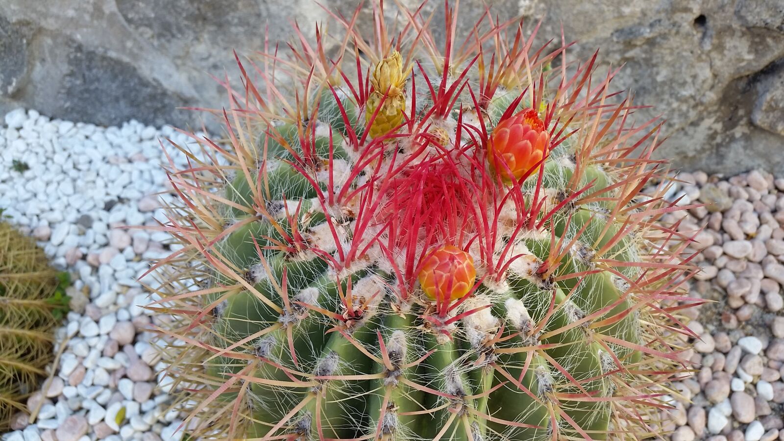 Samsung Galaxy S5 sample photo. Cactus, flower, august photography
