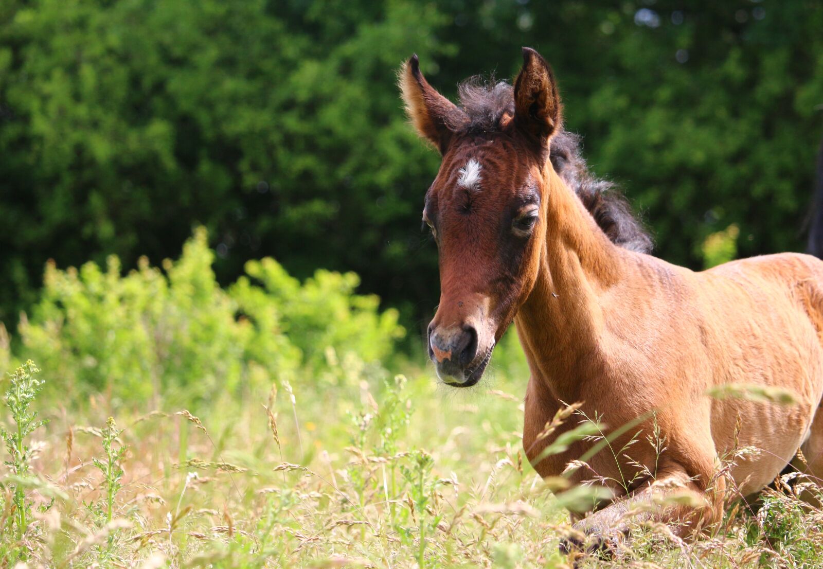 Canon EOS 100D (EOS Rebel SL1 / EOS Kiss X7) sample photo. Horse, foal, thoroughbred arabian photography