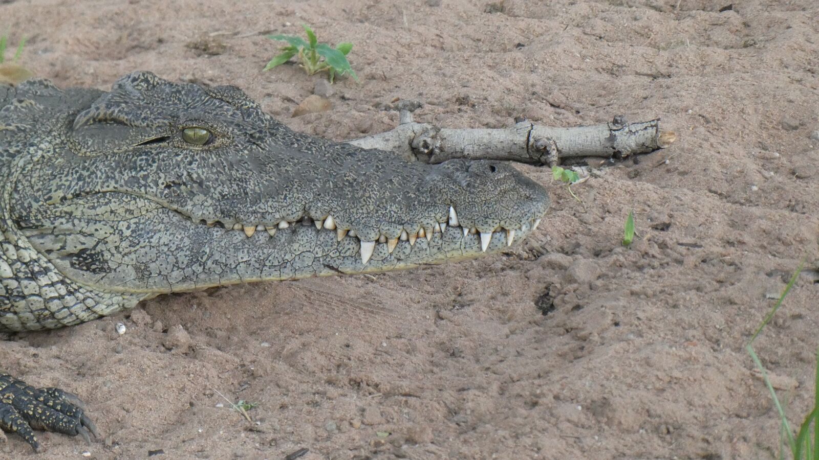 Panasonic DC-TZ91 sample photo. Crocodile, okavango, botswana photography