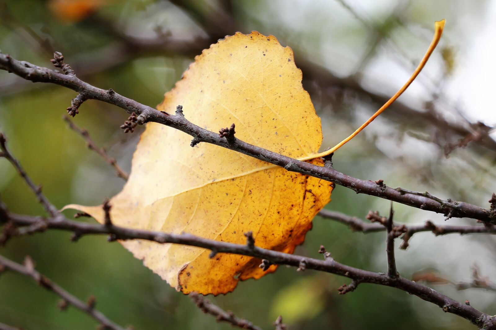 Canon EF 70-300 F4-5.6 IS II USM sample photo. Yellow leaf, branches, foliage photography