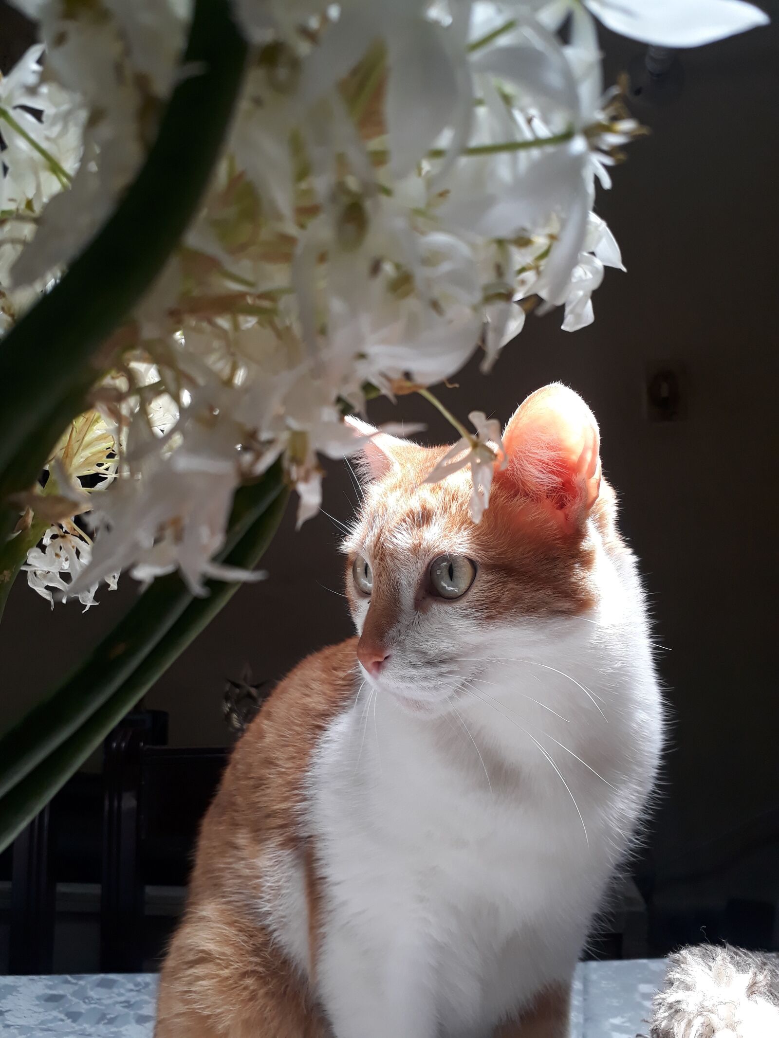 Samsung Galaxy J5 Prime sample photo. Cat, eyes, animal photography