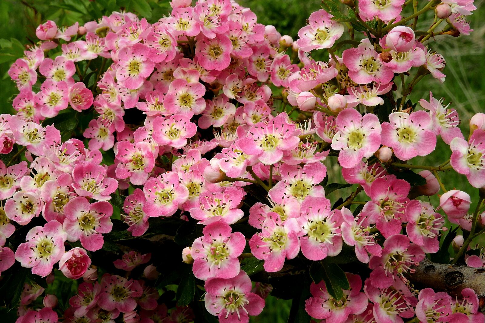 Nikon Coolpix P900 sample photo. Flowers of hawthorn red photography