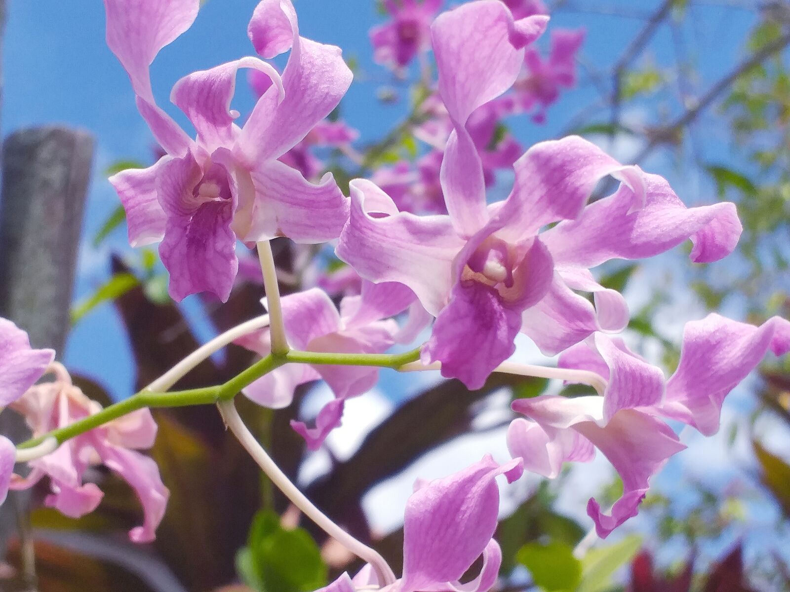 Samsung SM-J610F sample photo. Flowers, nature, beautiful photography