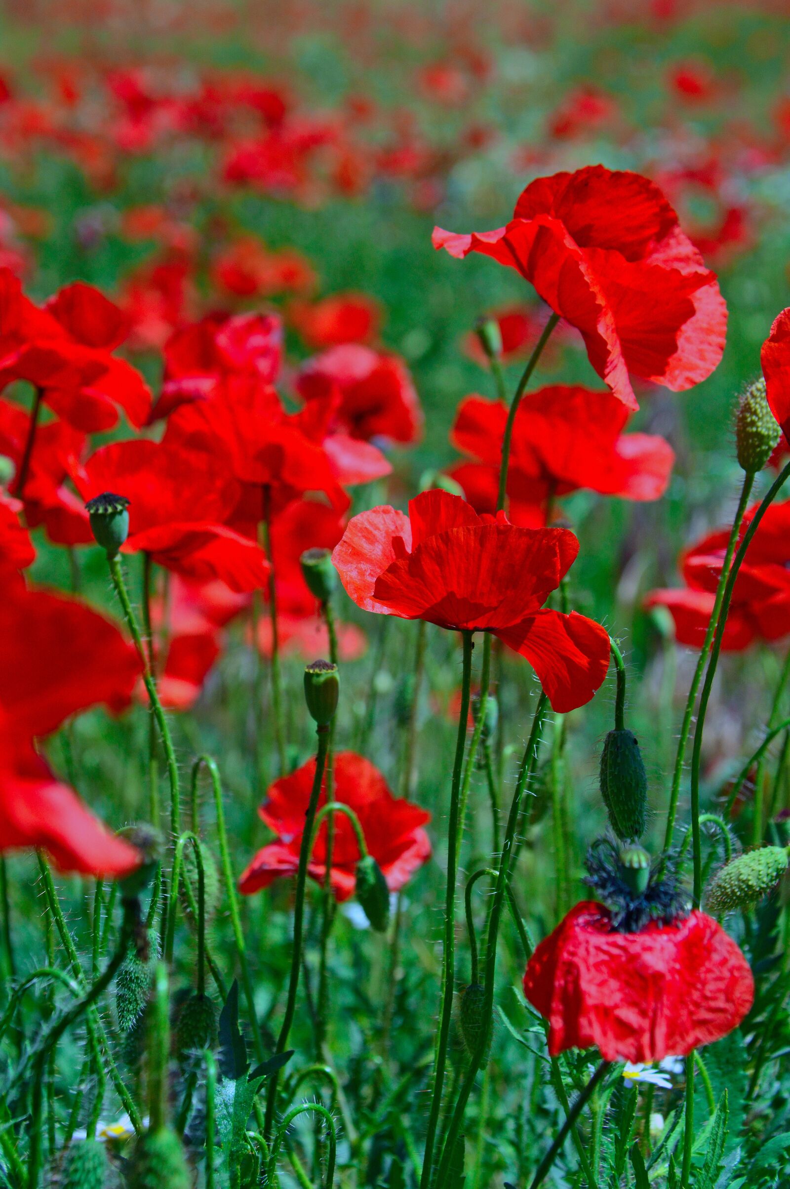 Nikon D3200 sample photo. Poppy, poppy field, red photography