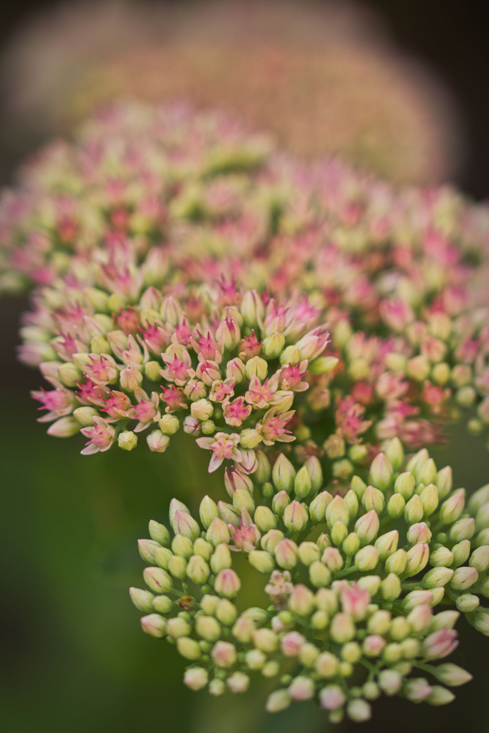 Canon EOS 200D (EOS Rebel SL2 / EOS Kiss X9) sample photo. Stonecrop, close up, flowers photography