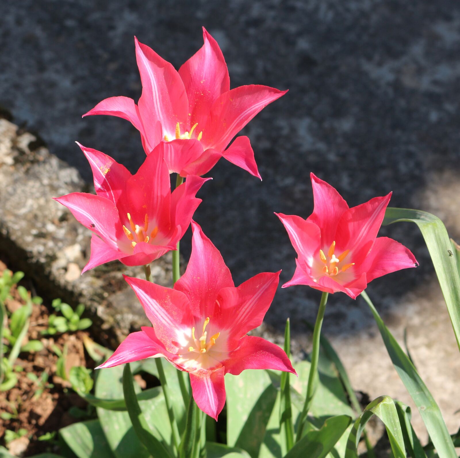 Canon EOS 700D (EOS Rebel T5i / EOS Kiss X7i) sample photo. Magenta, hot pink, pink photography