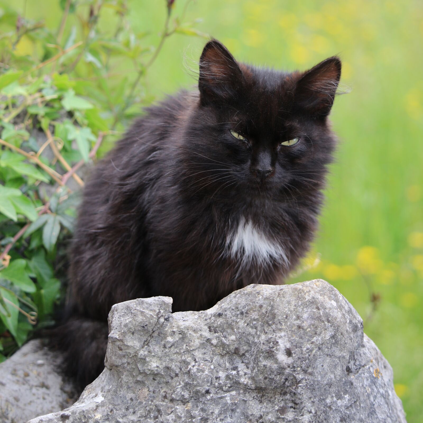 Canon EF-S 55-250mm F4-5.6 IS STM sample photo. Animal, cat, kitten photography