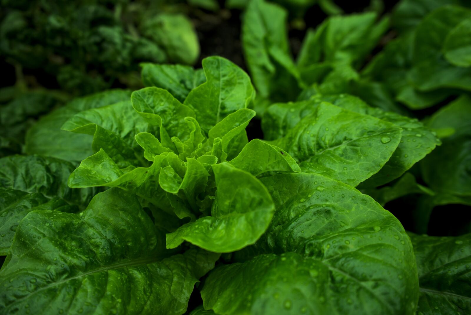 Sony a7 sample photo. Salad, green, leaves photography