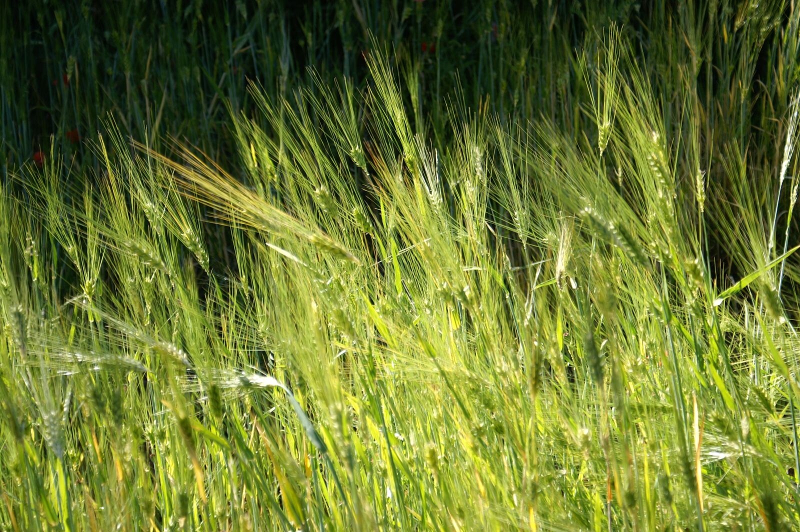 KONICA MINOLTA DYNAX 5D sample photo. Wheat, field, cereals photography