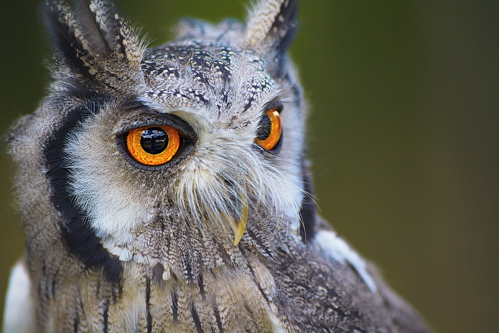 Nikon D7100 sample photo. Owl, bird, animal photography