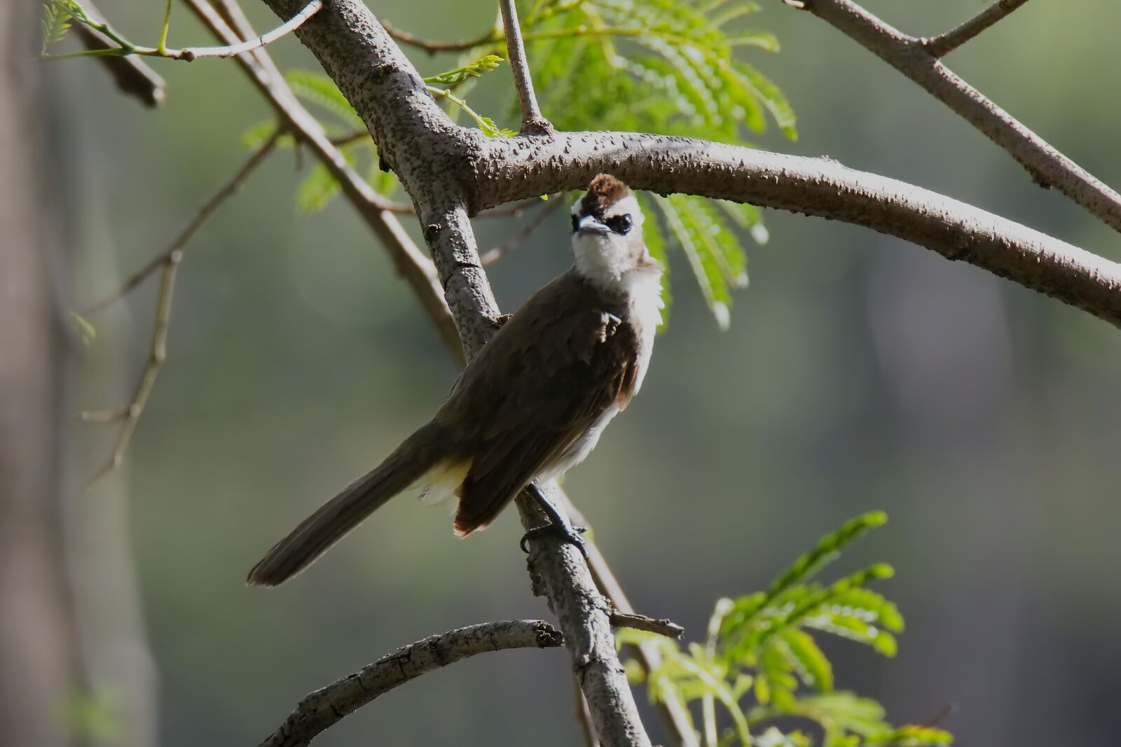 Olympus OM-D E-M1 sample photo. Bird, nature, natural photography