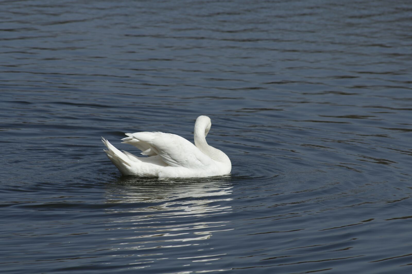 Canon EF 75-300mm f/4-5.6 USM sample photo. Swan, lake, nature photography
