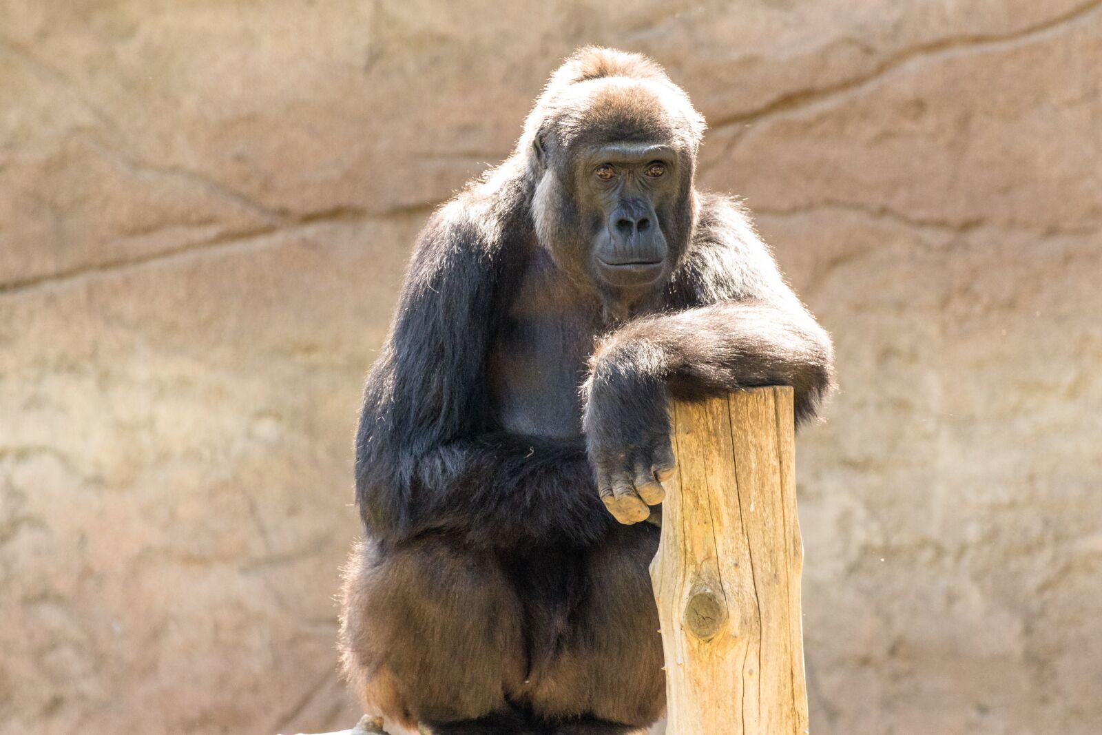 Canon EF 70-300 F4-5.6 IS II USM sample photo. Monkey, primate, gorilla photography