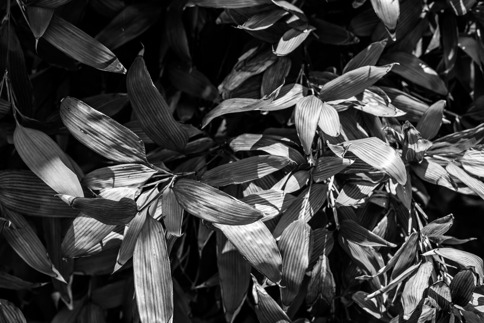Canon EOS 70D + Canon EF 50mm F1.4 USM sample photo. Nature, plant, garden photography