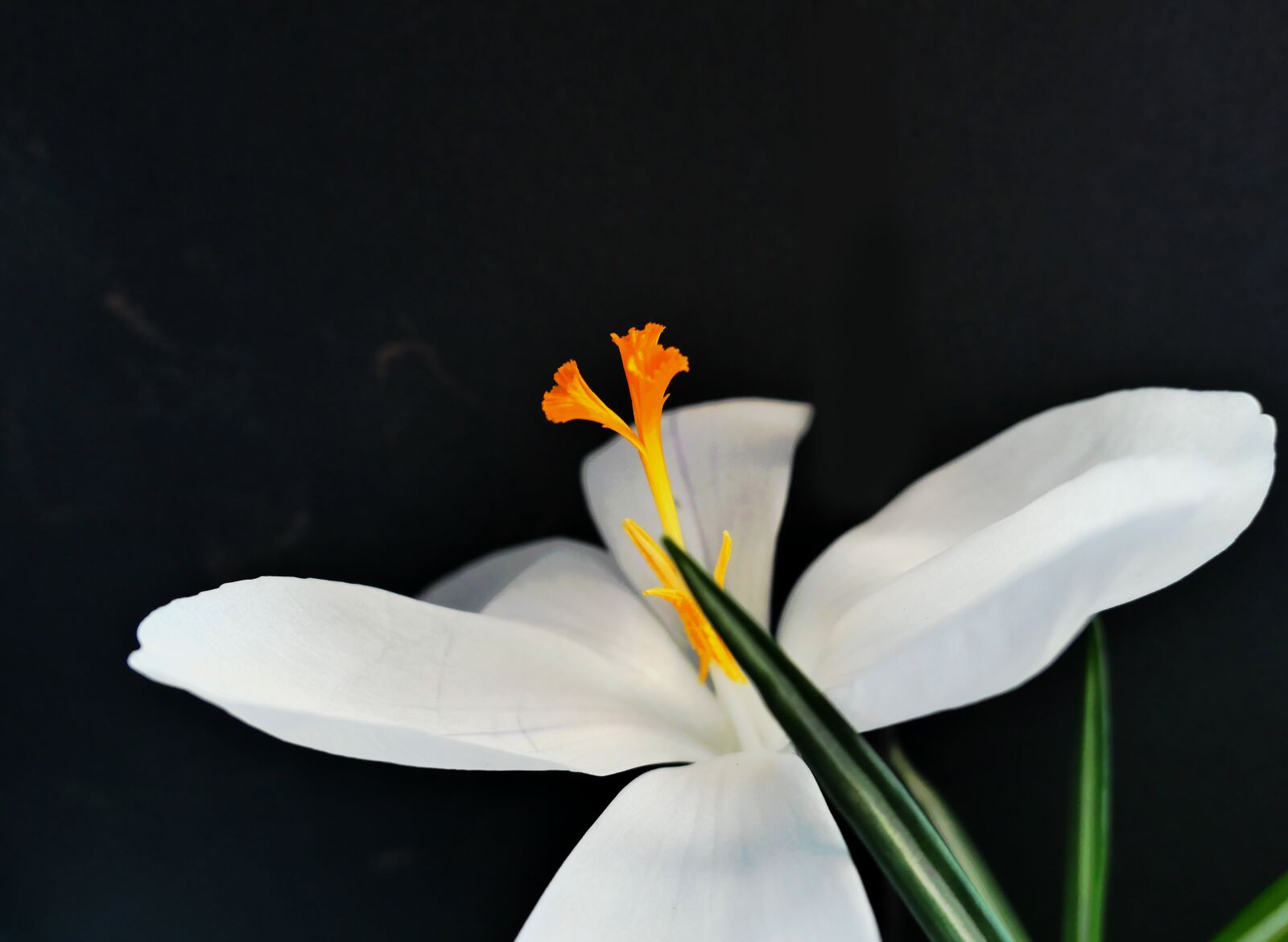 Panasonic Lumix DMC-LX10 (Lumix DMC-LX15) sample photo. Crocus, flower, flowers temple photography