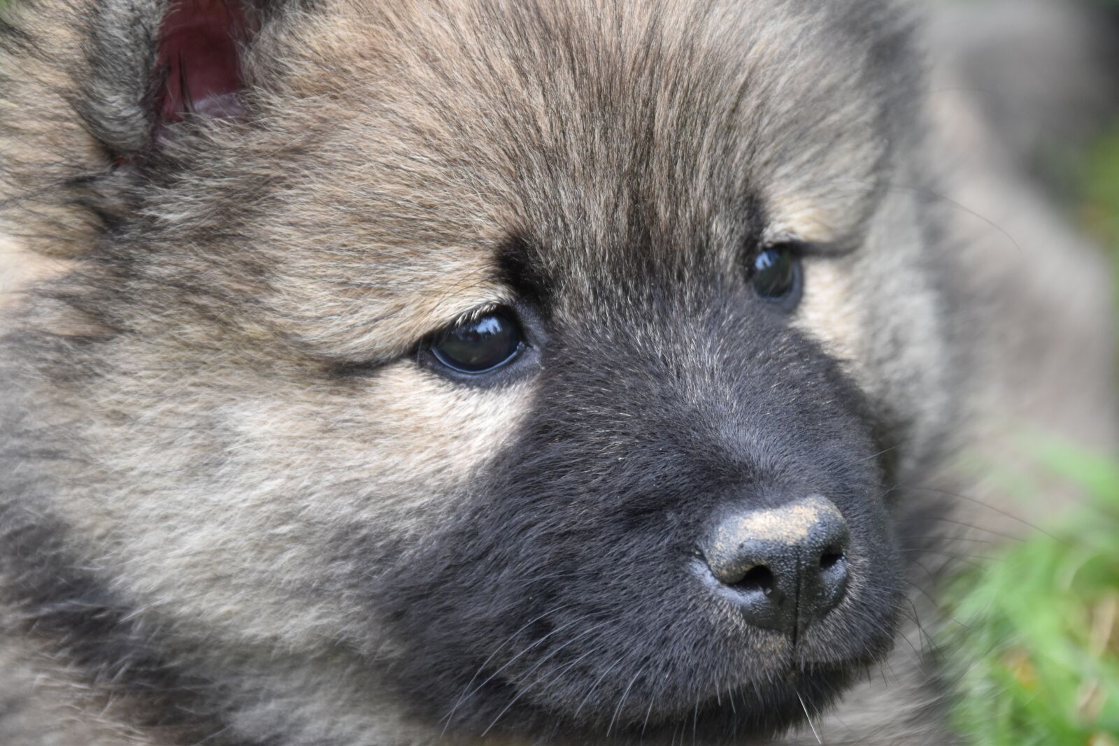 Nikon D5600 sample photo. Eurasier, dog, puppy photography