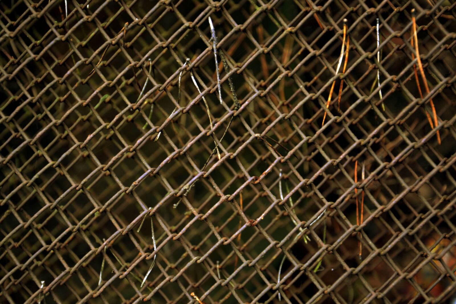 Nikon D3100 sample photo. Fence, netting, iron photography