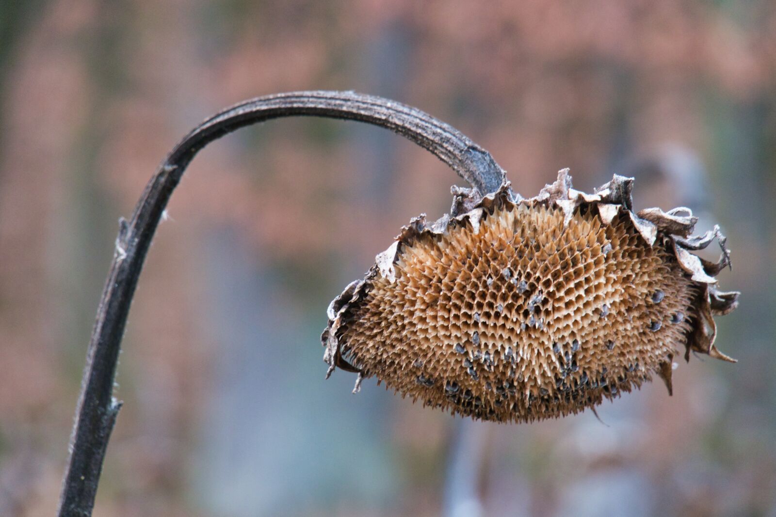Canon PowerShot G3 X sample photo. Sunflower, dry, faded photography