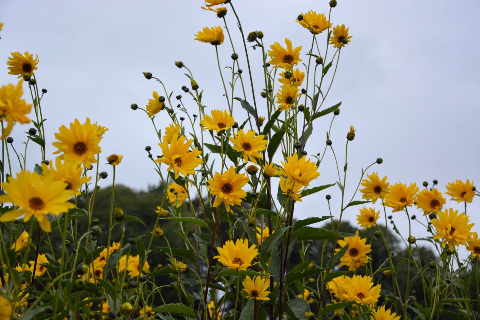Nikon D5200 sample photo. Flower, yellow flowers, bouquet photography