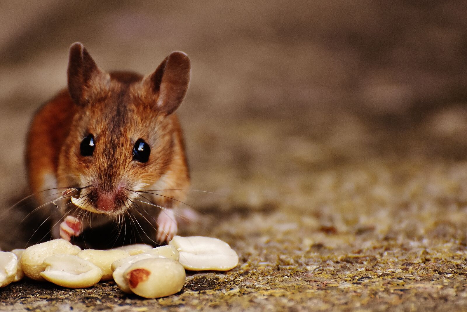 Nikon D7200 sample photo. Mouse, rodent, cute photography