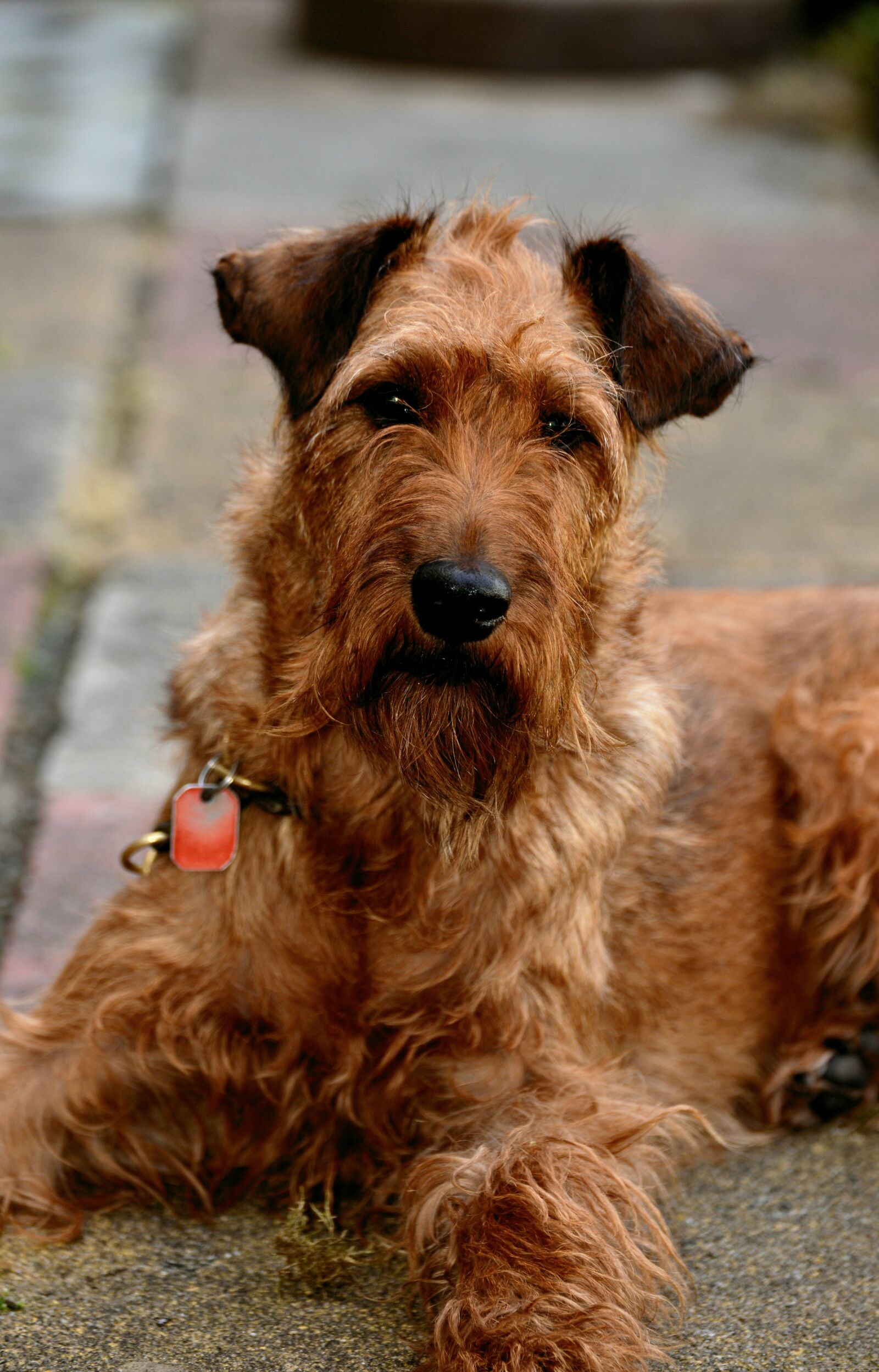 Nikon D610 sample photo. Dog, irish terrier, pet photography