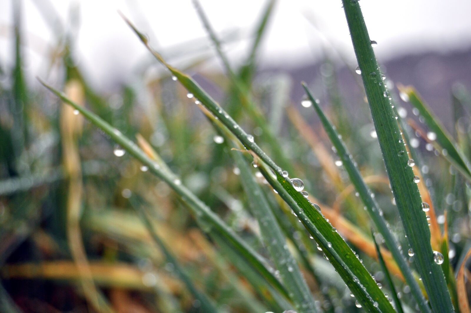 Nikon D5000 sample photo. Dew, plant, cool photography