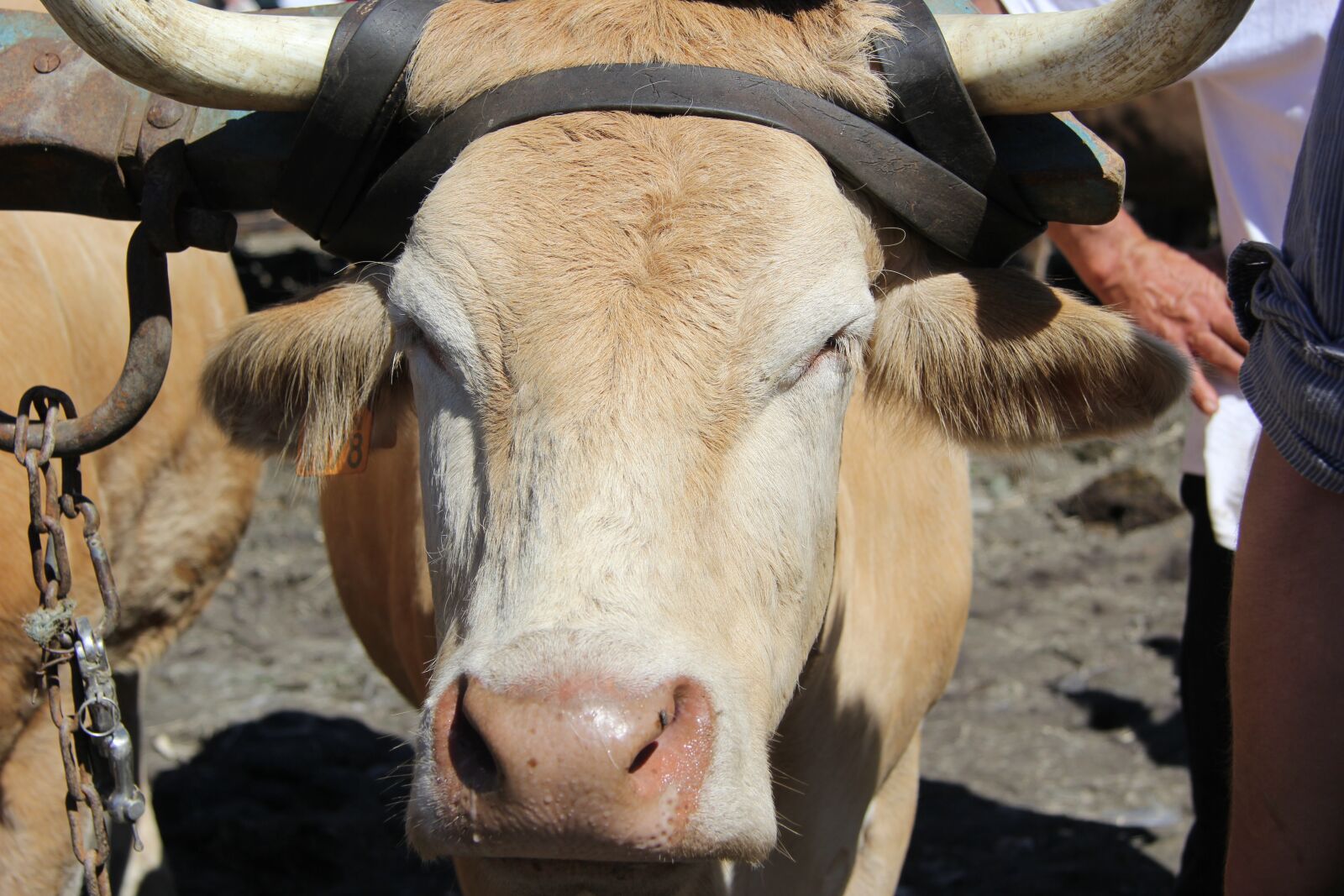 Canon EF-S 17-85mm F4-5.6 IS USM sample photo. Cow, halter, horns photography