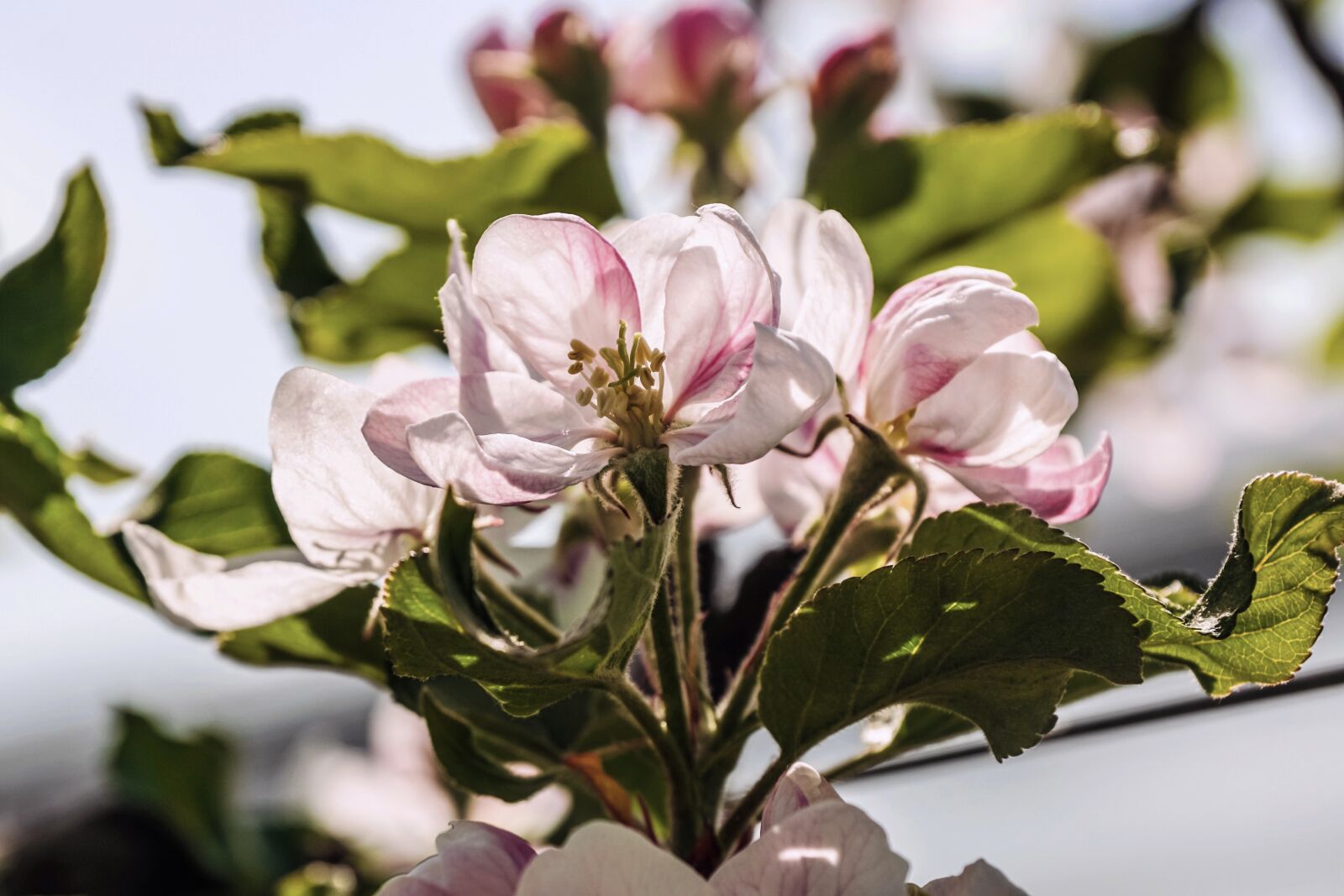 Sony DT 18-135mm F3.5-5.6 SAM sample photo. Apple blossom, branch, apple photography