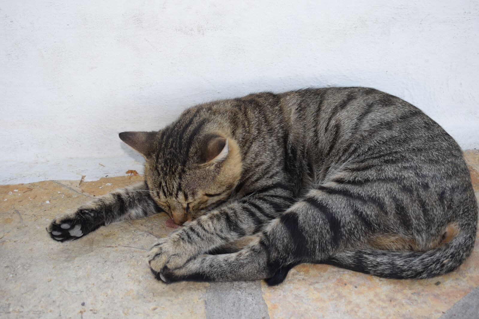 Nikon D3300 sample photo. Cat, animal, sleep photography