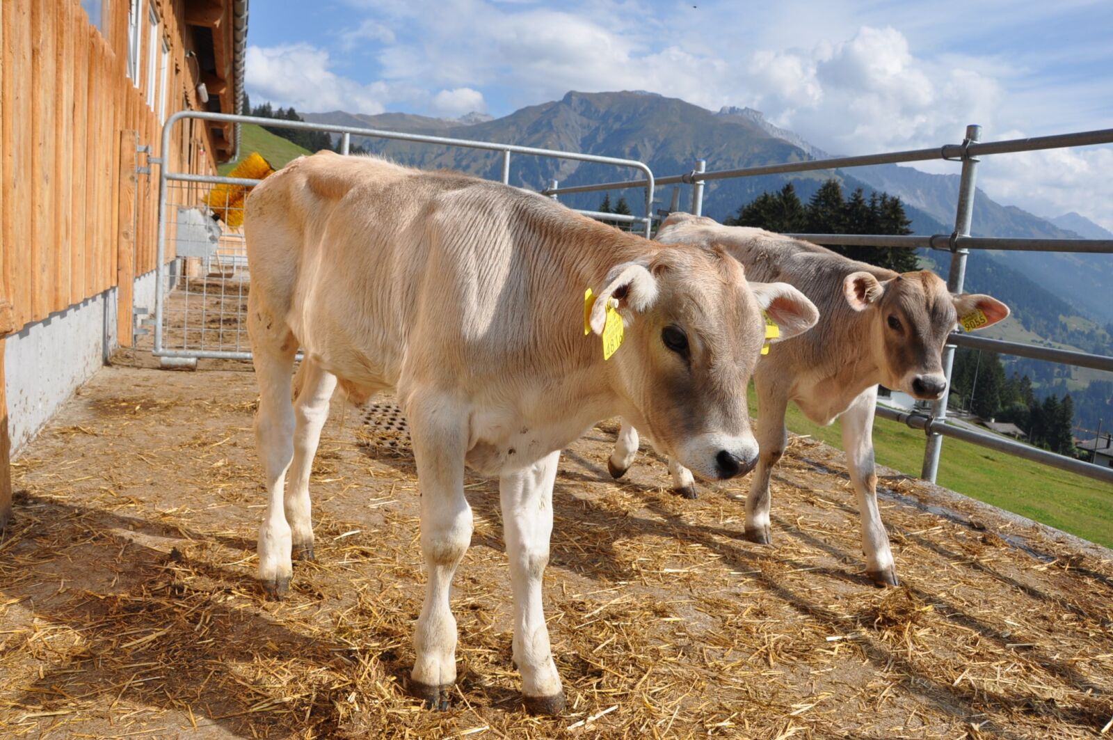Nikon D90 sample photo. Animal, calf, prättigau photography